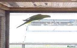 Parakeets birds for sale: Indian ringneck parakeet for sale £150 each - Image 3