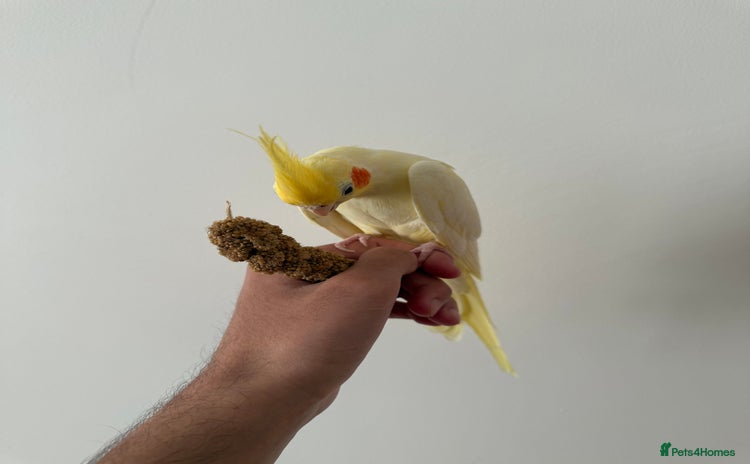 Cockatiels birds - Advert 2