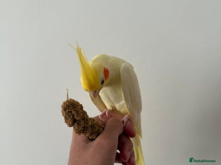 Cockatiels birds - Advert 6