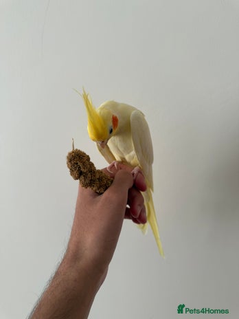 Cockatiels birds - Advert 2