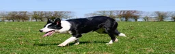 Border Collie dogs for sale: Border collies pups stop and have a look at these - Advert 11