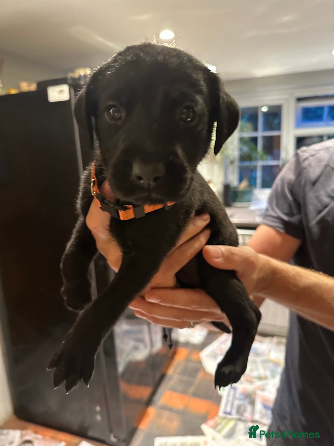 Mixed Breed dogs for sale: Rottweiler cross Labrador *READY TO VIEW* in Oxted - Image 4