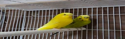 Budgerigars birds for sale: Pair of budgies, Cage + starter pack available  - Advert 2