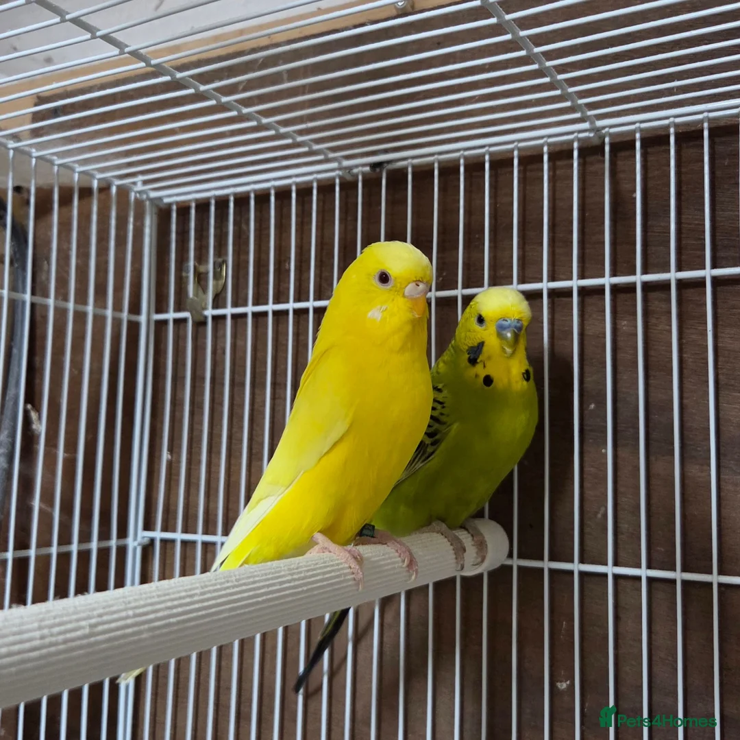 Budgerigars birds for sale: Pair of budgies, Cage + starter pack available  - Advert 2