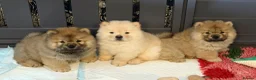 Chow Chow dogs for sale: Beautiful KC Registered Chow Chow Puppies  - Advert 16