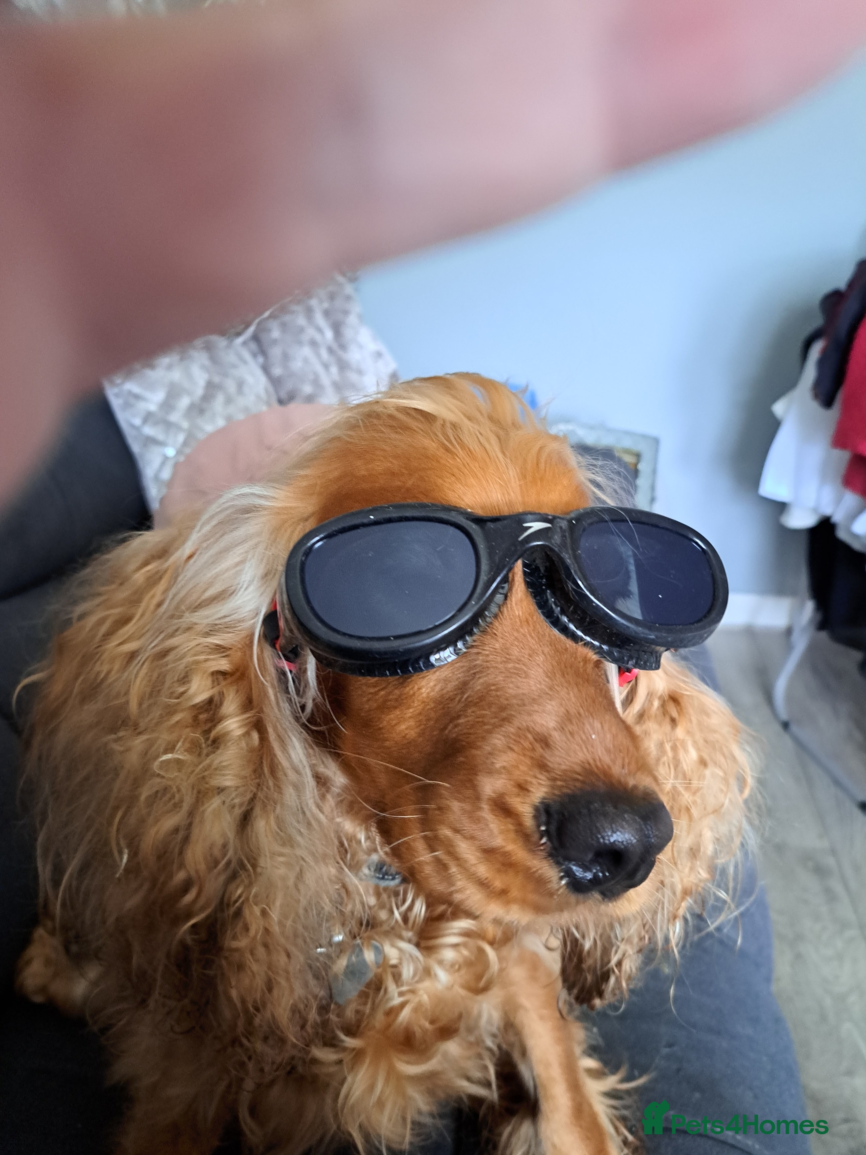 Cocker Spaniel dogs Looking for cocker spaniel stud - Advert 6