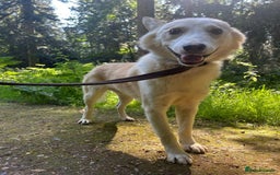 Mixed Breed dogs for adoption: Song - Norwich Norfolk  - Image 27