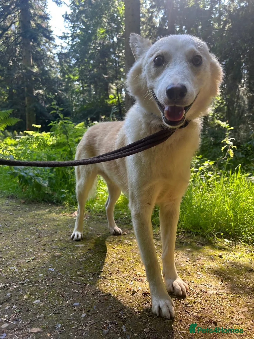 Mixed Breed dogs for adoption: Song - Norwich Norfolk  - Advert 27