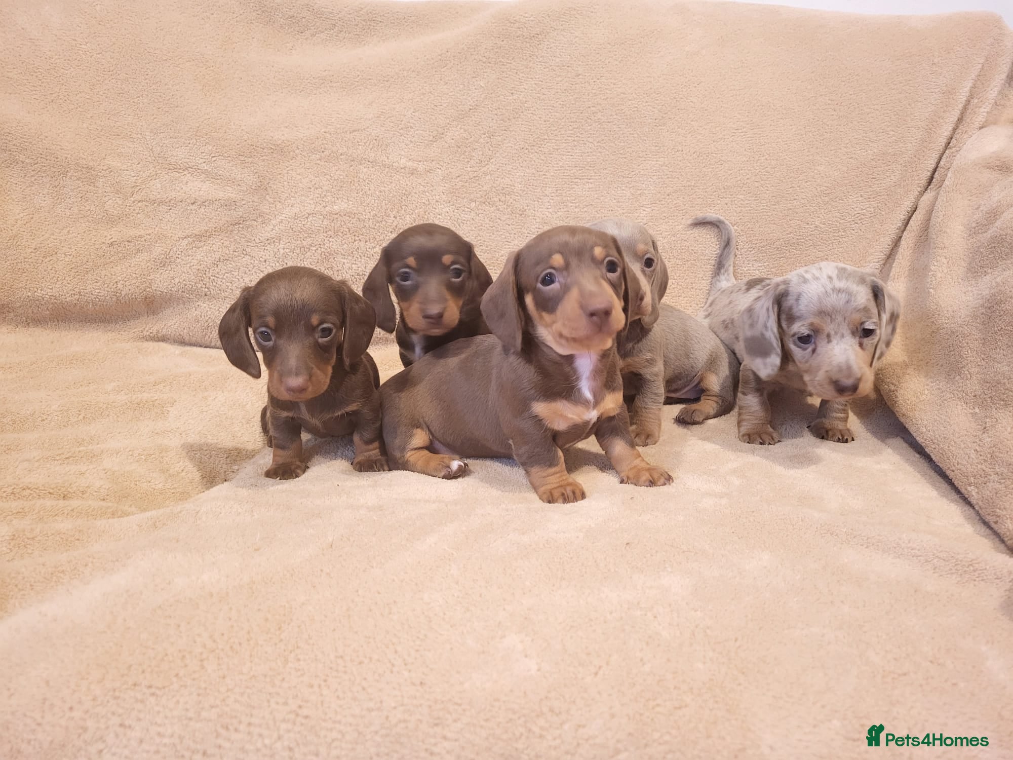 Miniature Dachshund dogs 5 miniature dachshund puppies in Norwich - Advert 1