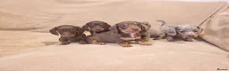 Miniature Dachshund dogs for sale: 5 miniature dachshund puppies in Norwich - Advert 1