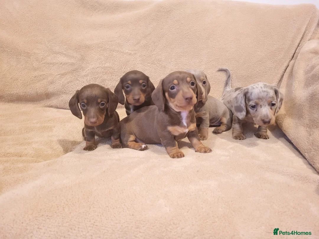 Miniature Dachshund dogs for sale: 5 miniature dachshund puppies in Norwich - Advert 1