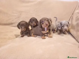 Miniature Dachshund dogs 5 miniature dachshund puppies in Norwich - Advert 1