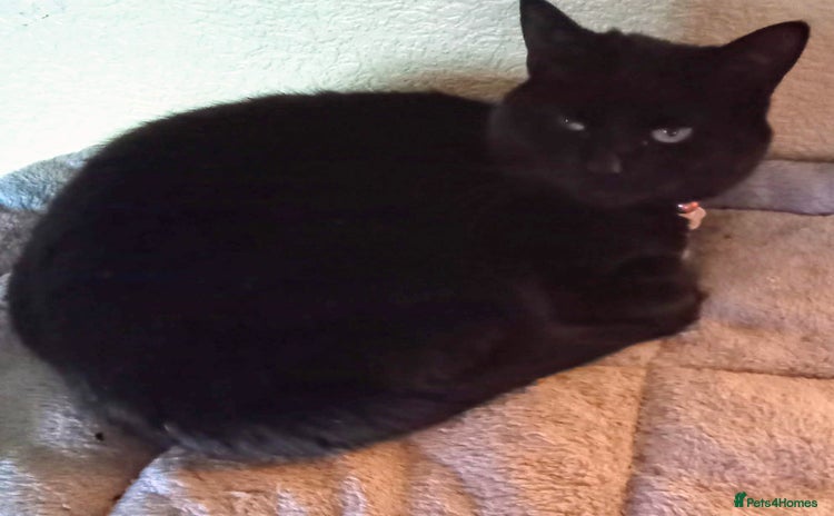 Domestic Shorthair cats - Advert 16