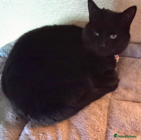 Domestic Shorthair cats - Advert 1