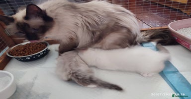 Birman cats - Advert 5