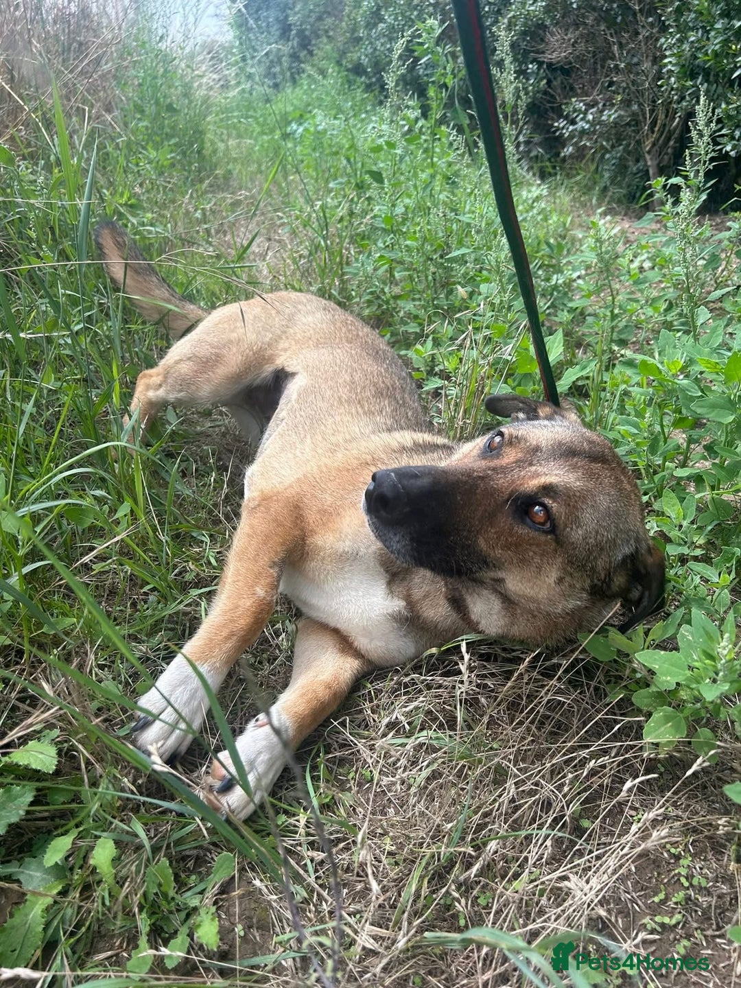 Mixed Breed dogs for adoption: Bella - Norwich Norfolk  - Image 13