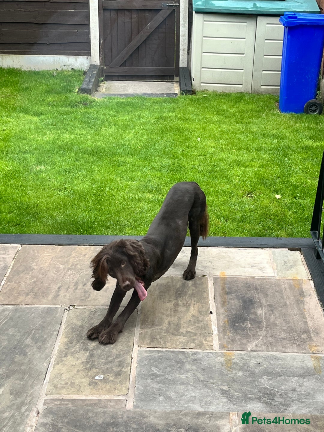 Cockapoo dogs for sale: Cockerspaniel - Advert 2