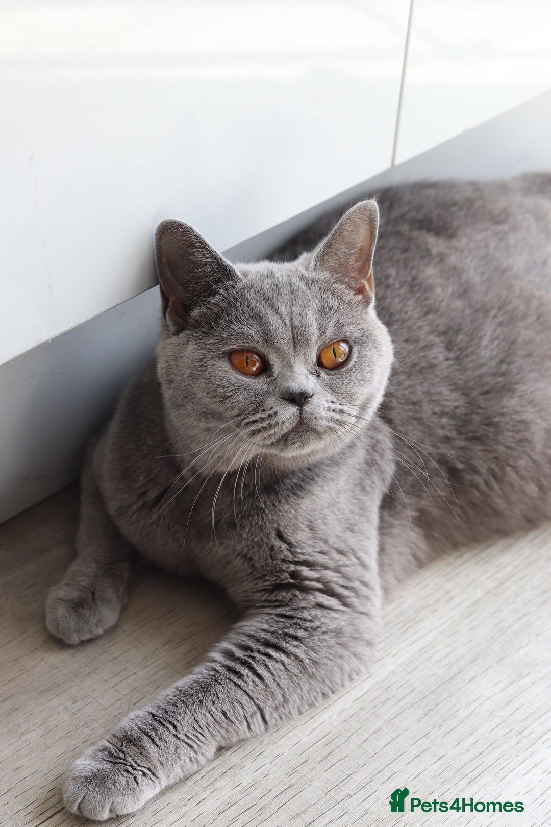 British Shorthair cats for sale: Stunning GCCF&TICA Active BSH Queen - Advert 11