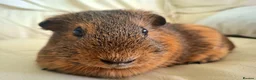 Guinea Pig rodents for sale: 3 x female guinea pigs and 2 tier hutch in Southampton - Advert 6