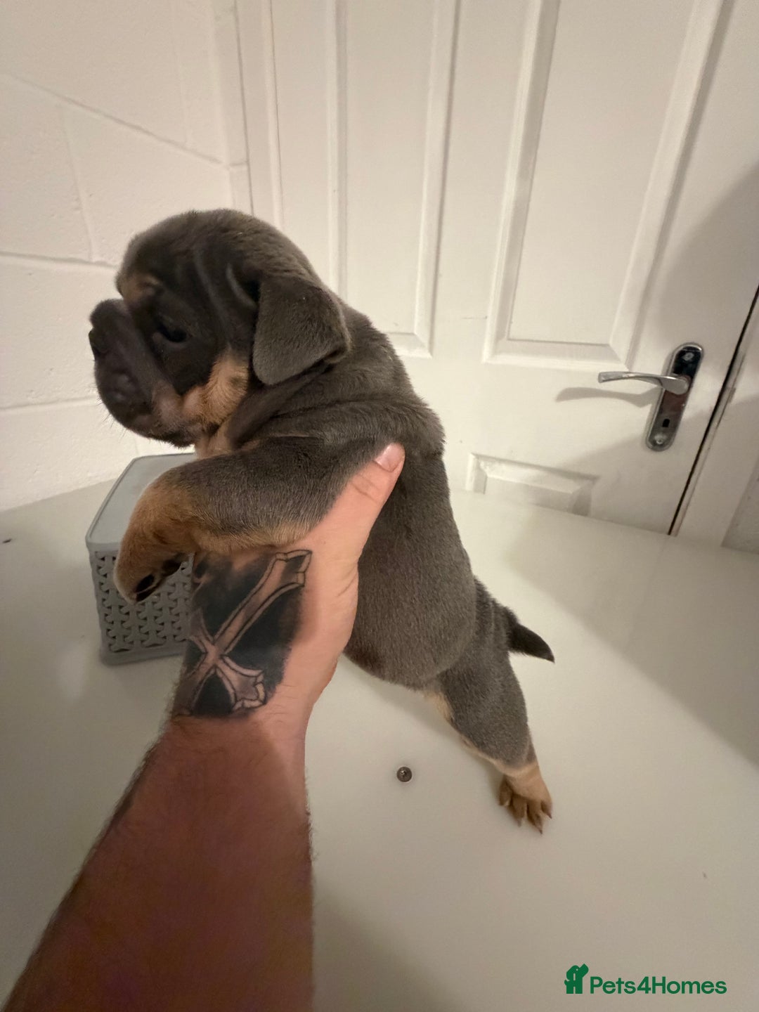 English Bulldog dogs for sale: A LITTER NOT TO BE MISSED 🔥 - Advert 19