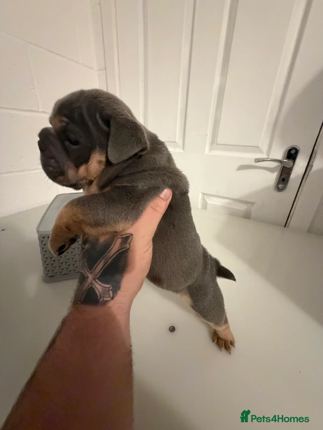 English Bulldog dogs for sale: 1 stunning female left 🔥🔥🔥 - Advert 19