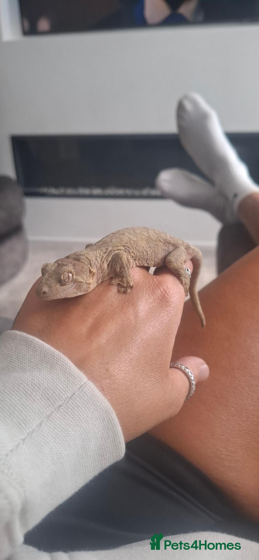 Gecko reptiles Chahoua gecco - Advert 2