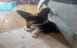 Chinese Crested dogs for sale: Chinese Crested pups- Powder Puff and Hairless - Image 10