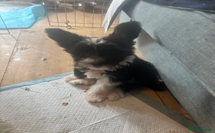 Chinese Crested dogs - Advert 1