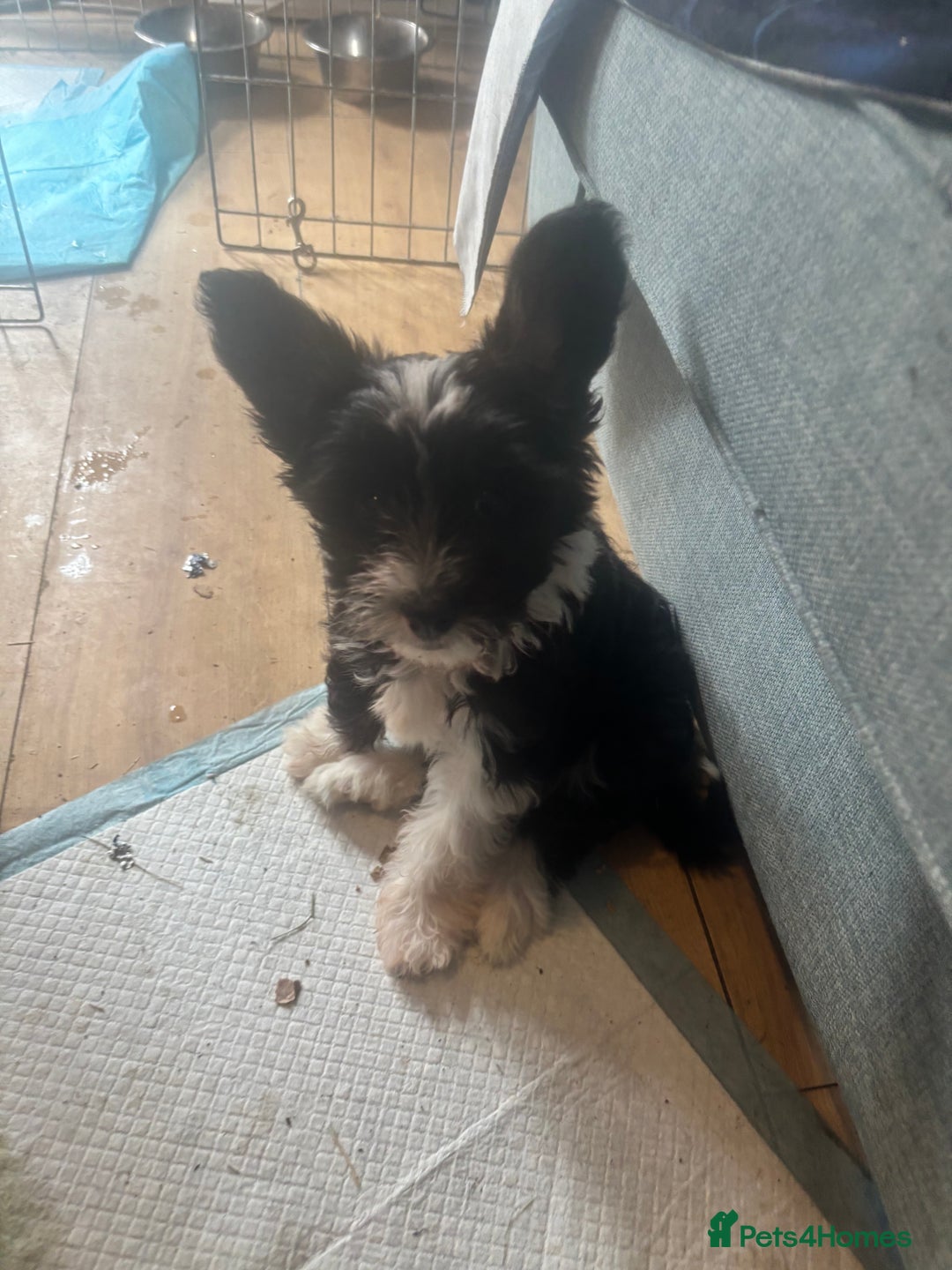 Chinese Crested dogs for sale: Chinese Crested pups- Powder Puff and Hairless - Image 10