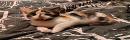 Mixed Breed cats for sale: Beautiful kittens looking for forever homes  - Advert 4