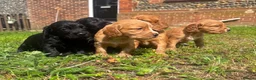 Cocker Spaniel dogs for sale: Cocker spaniels  - Advert 2