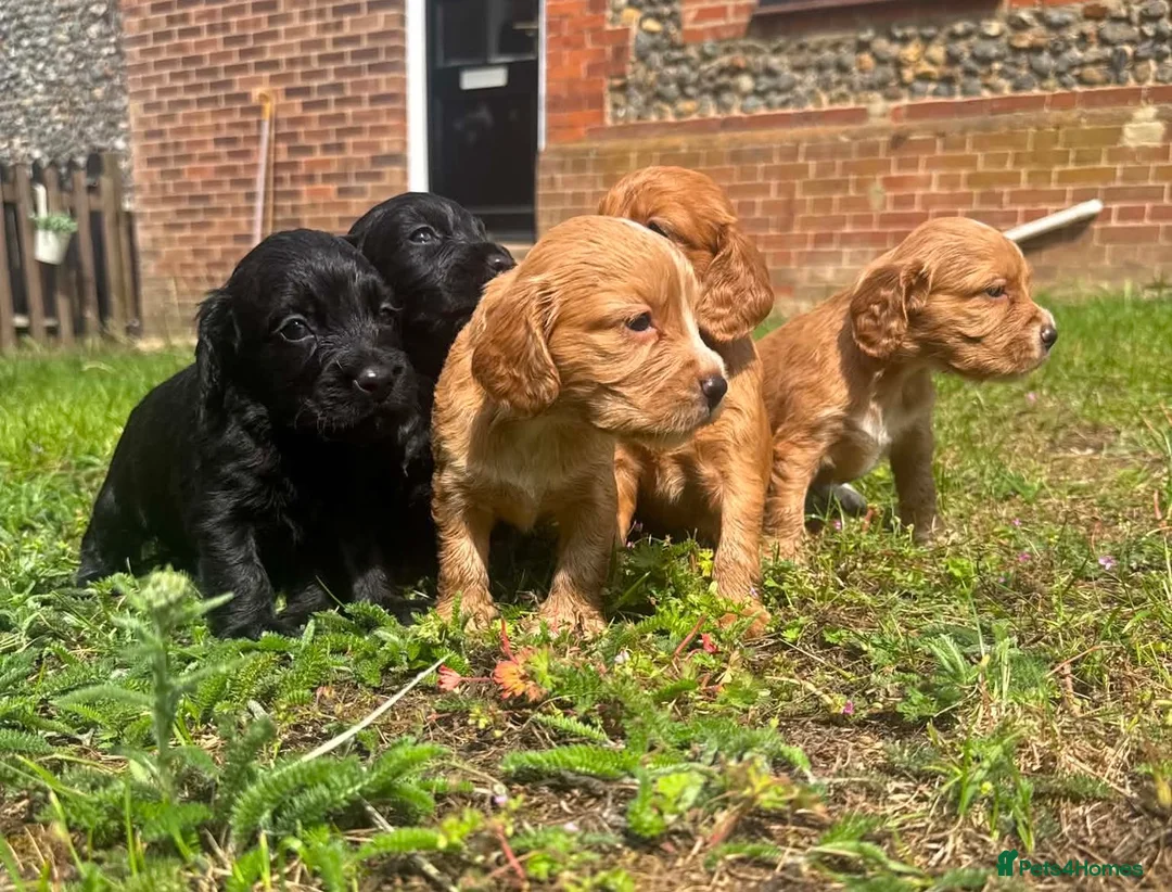 Cocker Spaniel dogs for sale: Cocker spaniels  - Advert 2