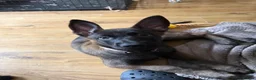 Belgian Shepherd Dog dogs for sale: last Belgian shepherd Harry READY TO GO - Advert 23