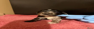 Black Merle boy 2