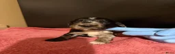 Cocker Spaniel dogs for sale: Beautiful Male Cocker Spaniel Puppies - Advert 14