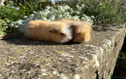 Guinea Pig rodents for sale: Gorgeous pure bred Swiss guinea pig sows - Image 10