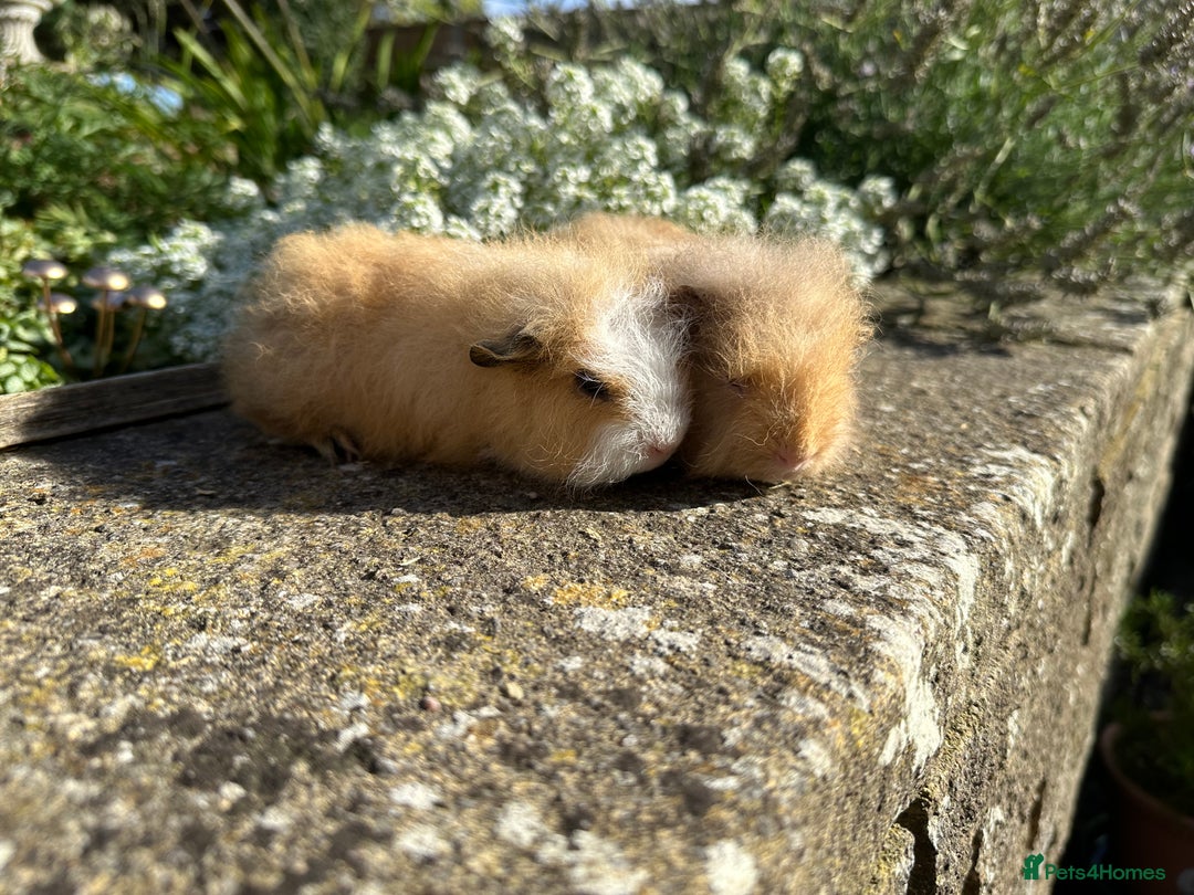 Guinea Pig rodents for sale: Gorgeous pure bred Swiss guinea pig sows - Image 10