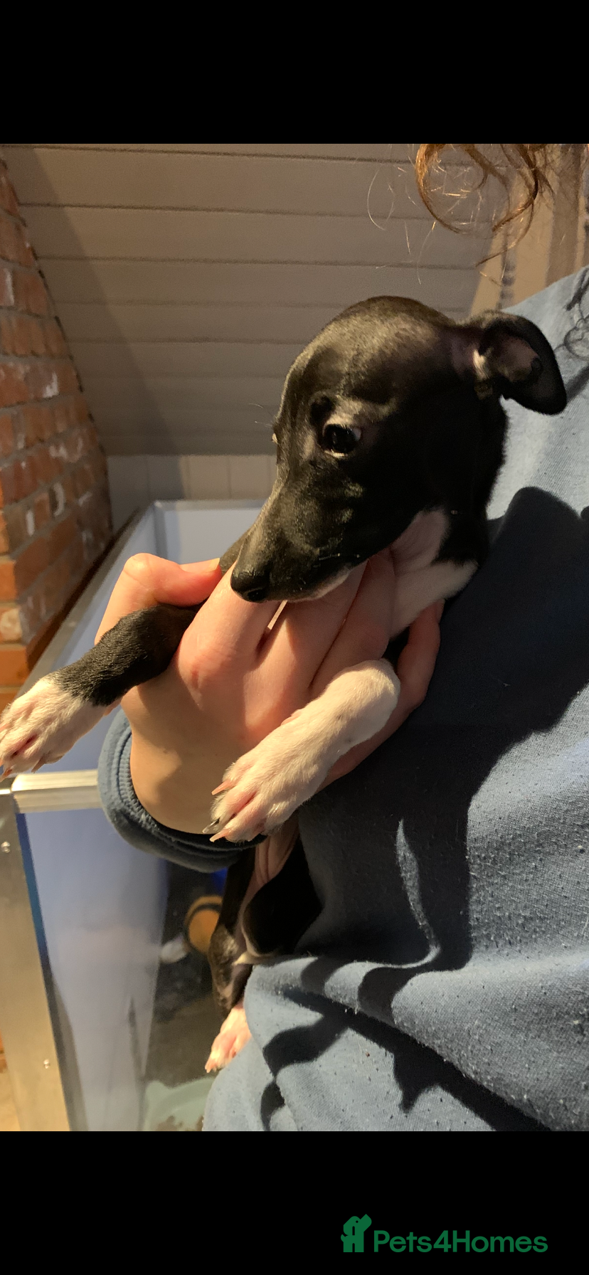 Italian Greyhound dogs Quality KC reg Italian greyhound puppies  - Advert 13