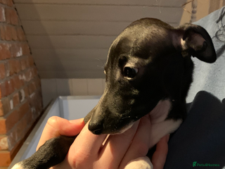 Italian Greyhound dogs Quality KC reg Italian greyhound puppies - Advert 13