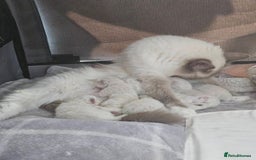 Ragdoll cats for sale: Stunning registered seal tabby ragdoll GC lines - Image 31