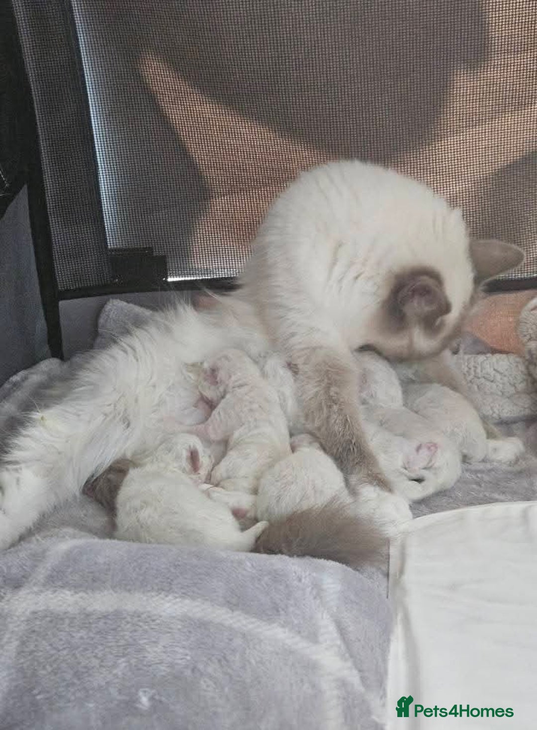 Ragdoll cats for sale: Stunning registered seal tabby ragdoll GC lines - Image 31