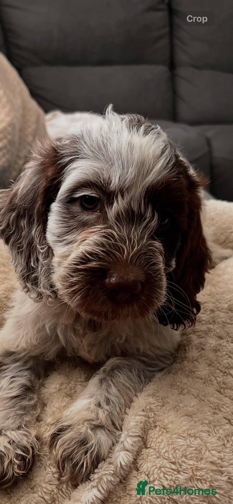 Cockapoo dogs BEAUTIFUL COCKAPOO PUPPIES 1 GIRL 6 BOYS LEFT - Advert 6