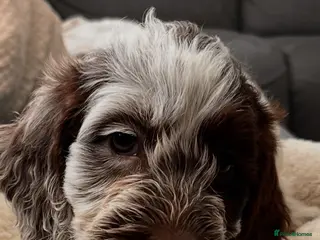 Cockapoo dogs BEAUTIFUL COCKAPOO PUPPIES 1 GIRL 6 BOYS LEFT - Advert 6