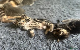 Bengal cats for sale: Gemini grey beauties - Image 3