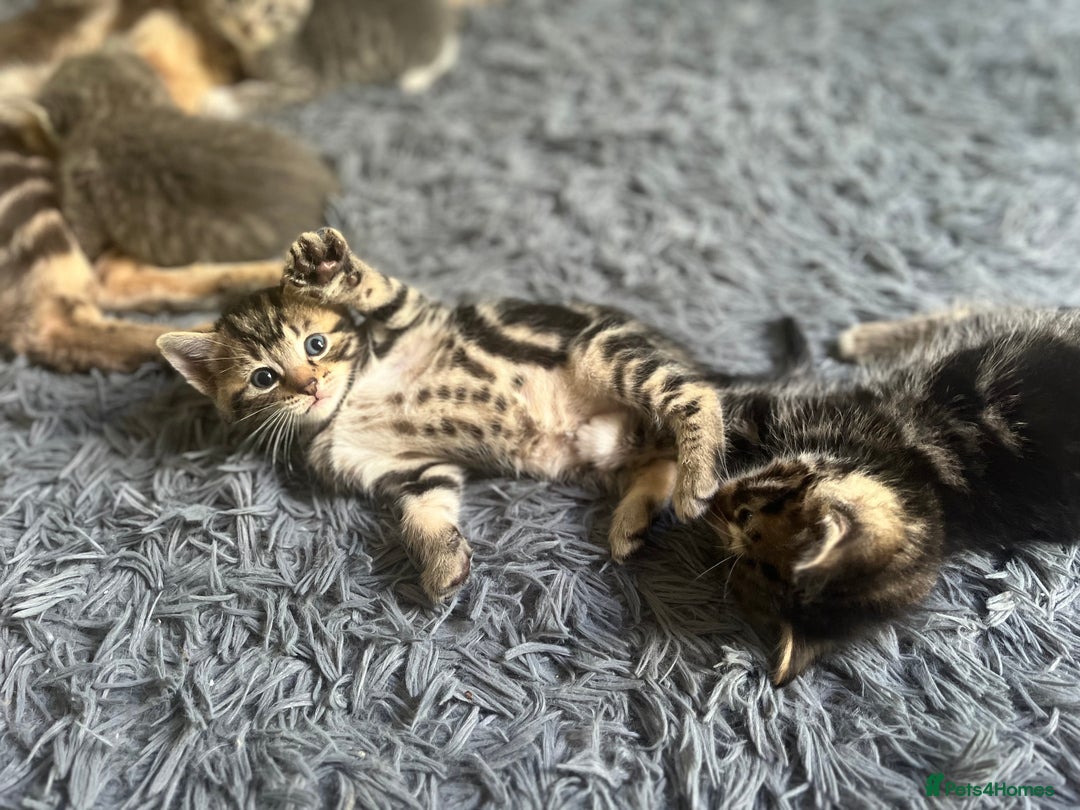 Bengal cats for sale: Gemini grey beauties - Image 3