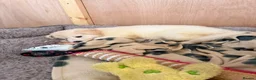 German Shepherd dogs for sale: Straight Back White German Shepherd Pups 🐶 🐕  - Advert 31