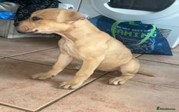 American Bull Staffy dogs for sale: 2 Female American bull x staff puppies left - Image 23