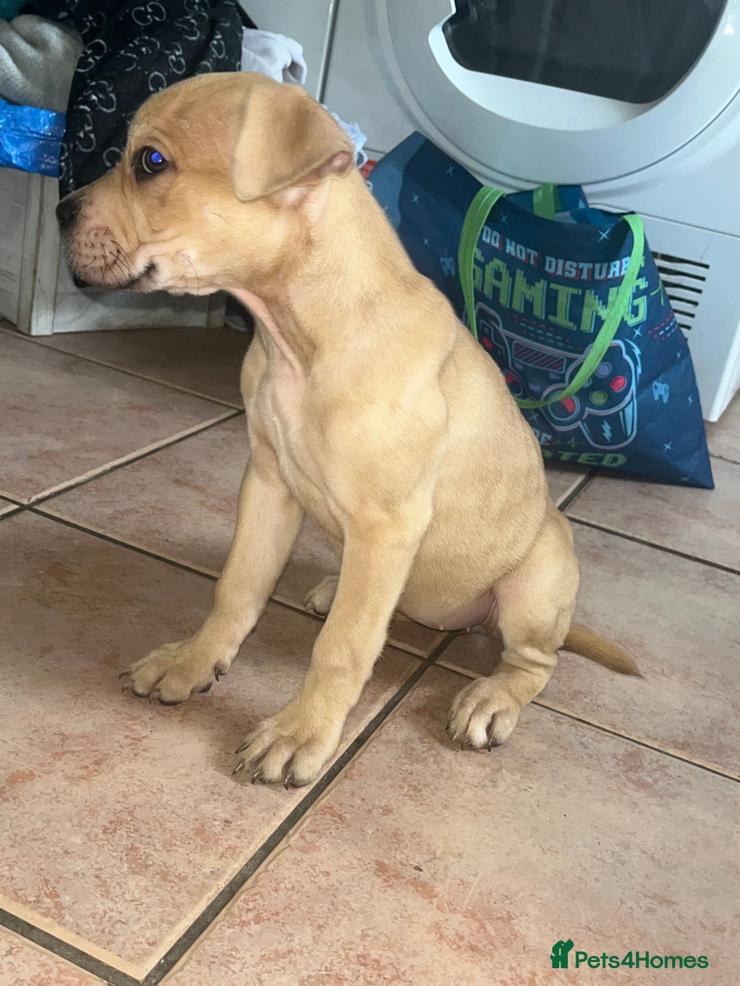 American Bull Staffy dogs for sale: 2 Female American bull x staff puppies left - Image 23