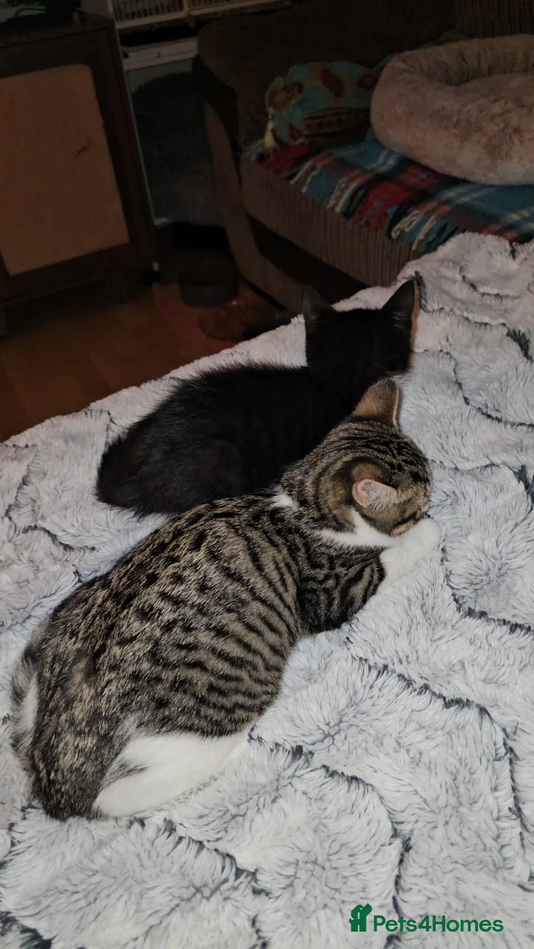 Mixed Breed cats for adoption: Bonded pair of rescue kittens ready for home - Advert 10