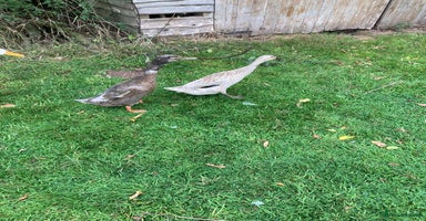 Ducks poultry - Advert 3
